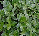 Euonymus k manhattan 