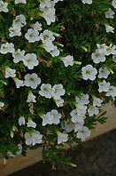 Calibrachoa Mini Famous White 