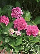 Hydrangea `cityline venice` force 