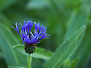 Centaurea montana 