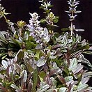 Ajuga tenorii chocolate chip 