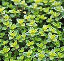 Thyme Transparent Yellow 