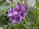 Digitalis 