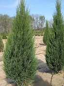 Juniperus sc skyrocket 