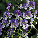 Angelonia Angelface Wedgewood Blue 