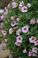 Calibrachoa Mini Famous Light Pink Eye 