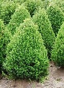 Buxus semp green mtn cone 