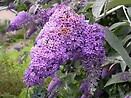 Buddleja lochinch 