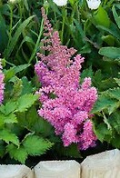 Astilbe chinensis visions in pink 