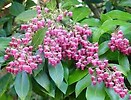 Pieris japonica `valley valentine` 