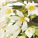 Begonia Cracklin' Fire White 