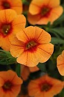 Calibrachoa Can Can Apricot 