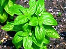 Basil Sweet 