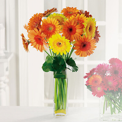 Gerbera garden bouquet