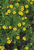 Calibrachoa Yellow 