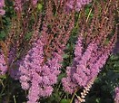Astilbe chinensis purple candles 