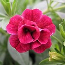 Calibrachoa Mini Famous Double Magenta 