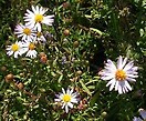 Aster novi-belgii 