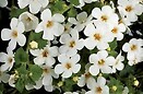 Bacopa Scopia Gulliver White 