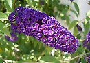 Buddleja davidii black knight 