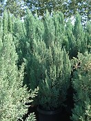 Juniperus chinensis `blue point` 