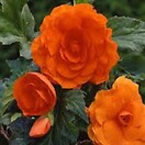 Begonia Go Go Orange 