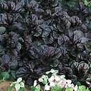 Ajuga reptans black scallop 