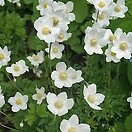 Anemone sylvestris 