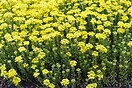 Alyssum montanum mountain gold 