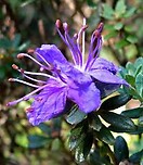 Rhododendron impeditum 