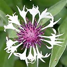 Centaurea montana amethyst in snow 