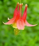 Aquilegia canadensis little lanterns 