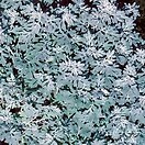 Artemisia stelleriana silver brocade 