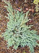 Juniperus squa blue star 
