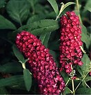 Buddleja davidii royal red 