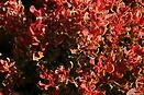 Berberis t golden ruby 