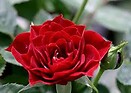 Rosa red sunblaze