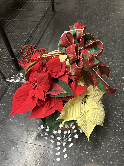 Red &amp; White Poinsettia