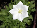 Campanula carpatica white clips 