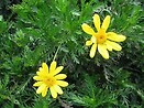 Euryops pectinatus viridis 