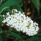 Buddleja buzz ivory 