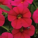 Calibrachoa Cherry Rose 