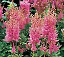 Astilbe chinensis pumila 