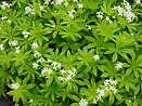 Sweet Woodruff 