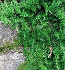 Rosemary Prostrate 