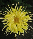 Chrysanthemum autumn moon 