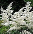 Astilbe bridal veil 