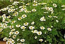 Feverfew 