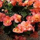 Begonia Selena Apricot 