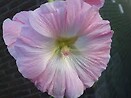 Alcea rosea indian spring 